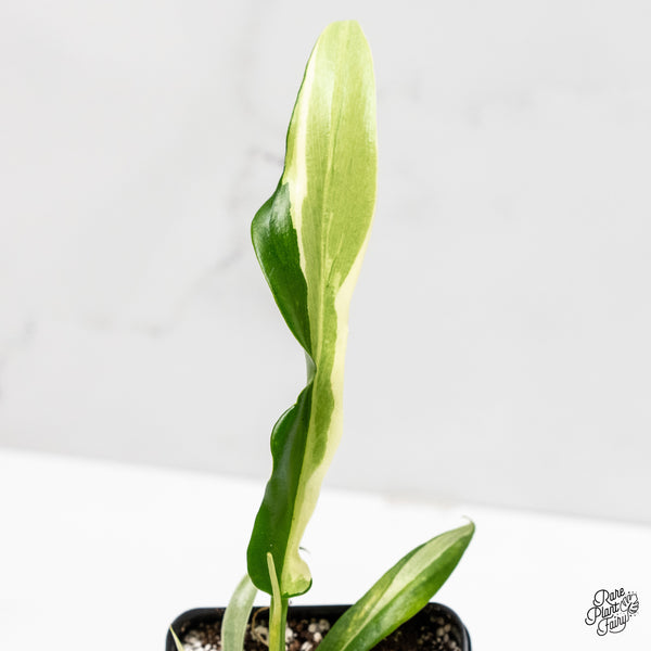 Philodendron Bipinnatifidum 'Tortum' Albo Variegated (wk3-L)