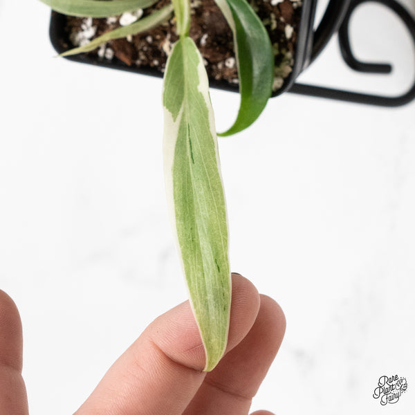 Philodendron Bipinnatifidum 'Tortum' Albo Variegated (wk3-L)