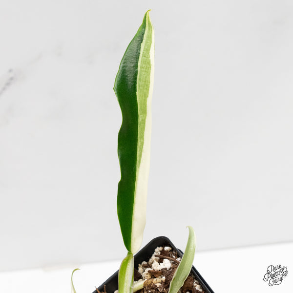 Philodendron Bipinnatifidum 'Tortum' Albo Variegated (wk3-L)