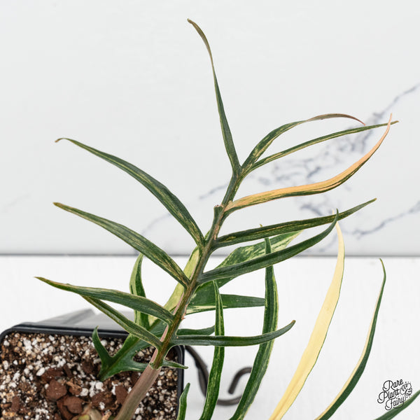 Philodendron Bipinnatifidum 'Tortum' Aurea Variegated (wk50-J)