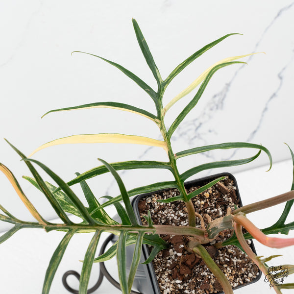 Philodendron Bipinnatifidum 'Tortum' Aurea Variegated (wk50-J)