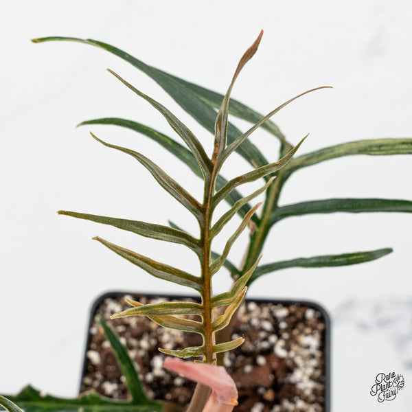 Philodendron Bipinnatifidum 'Tortum' Aurea Variegated (wk50-J)