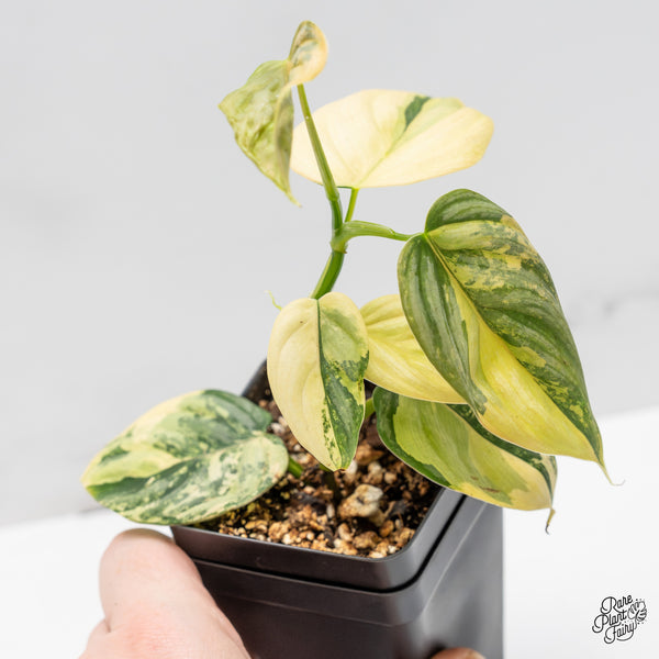 Philodendron Brandtianum Variegated (wk50-C)