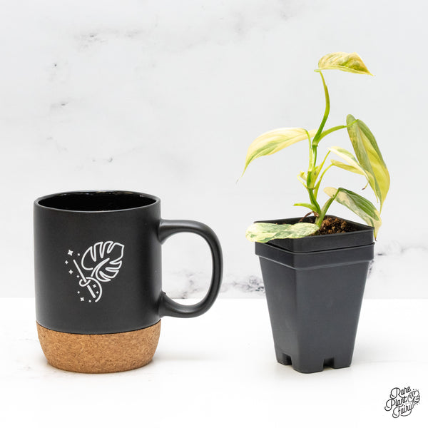 Philodendron Brandtianum Variegated (wk50-C)