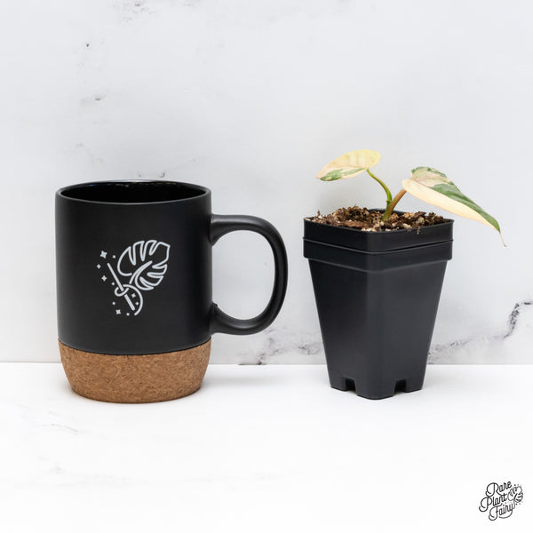 Philodendron Brandtianum Variegated (wk43-I)