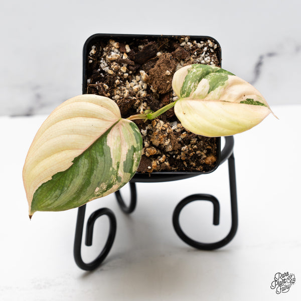 Philodendron Brandtianum Variegated (wk43-I)