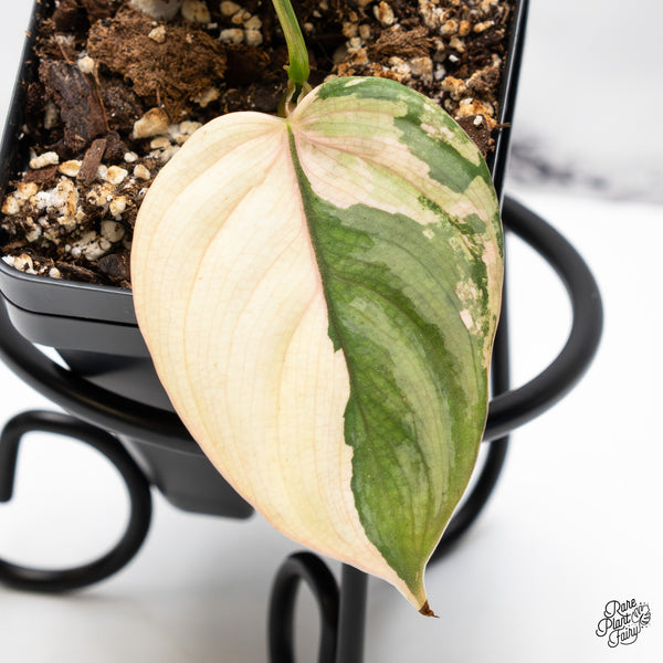 Philodendron Brandtianum Variegated (wk43-I)