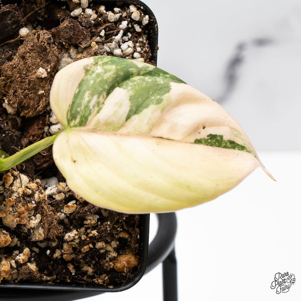 Philodendron Brandtianum Variegated (wk43-I)