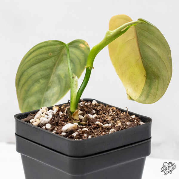 Philodendron Brandtianum Variegated (wk45-D)