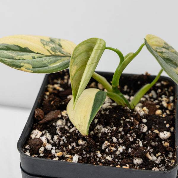 Philodendron Brandtianum Variegated (wk47-K)