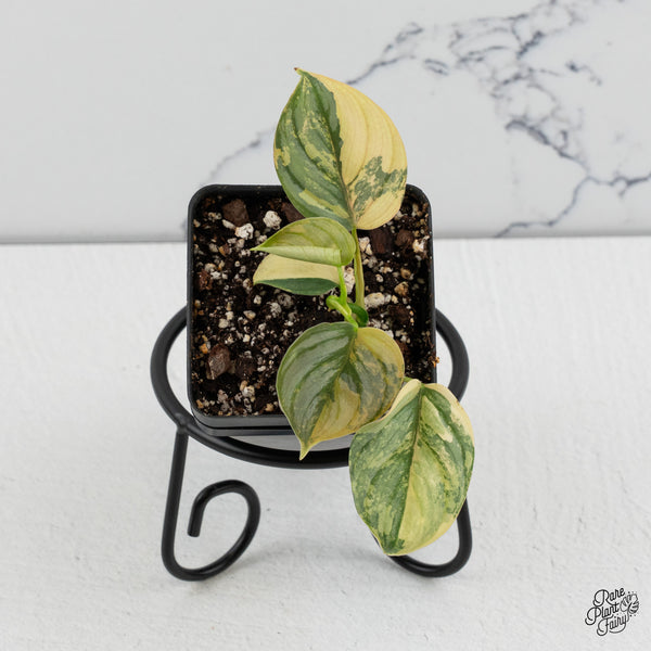 Philodendron Brandtianum Variegated (wk47-K)