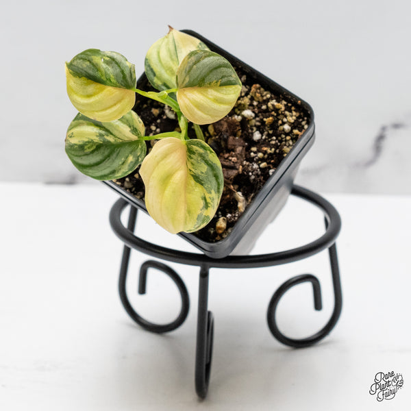 Philodendron Brandtianum Variegated (wk49-M)