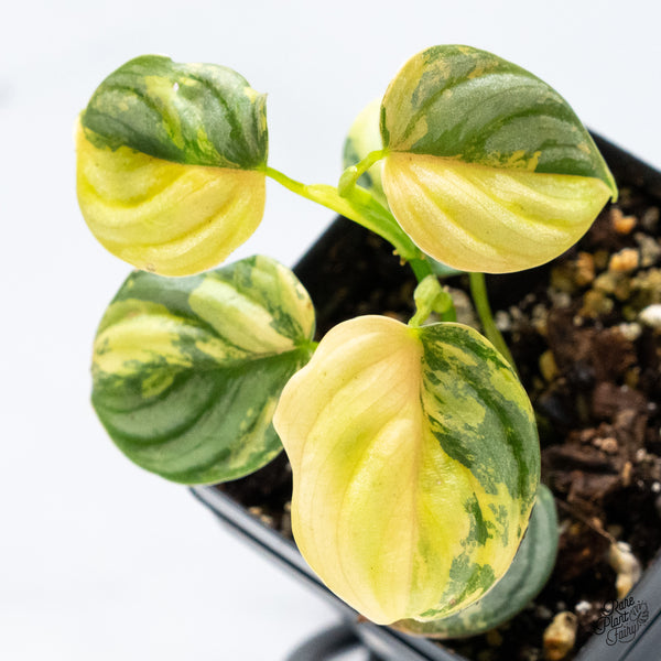 Philodendron Brandtianum Variegated (wk49-M)