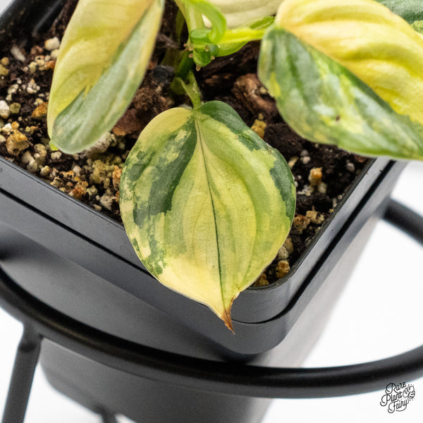 Philodendron Brandtianum Variegated (wk49-M)