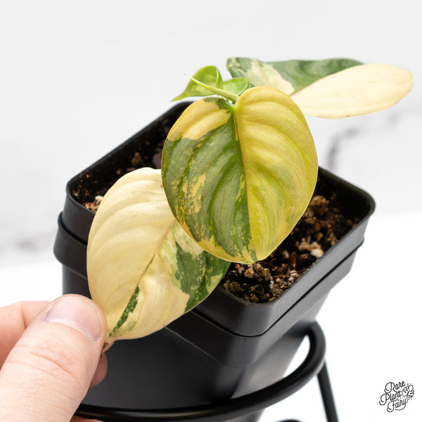 Philodendron Brandtianum Variegated (wk51-L)