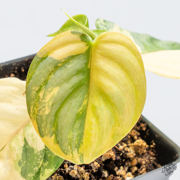 Philodendron Brandtianum Variegated (wk51-L)