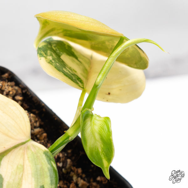 Philodendron Brandtianum Variegated (wk51-L)