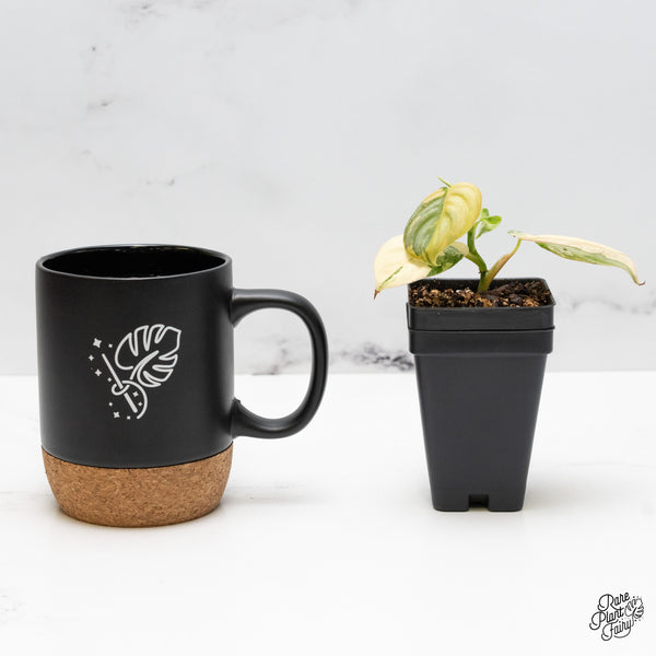 Philodendron Brandtianum Variegated (wk51-L)