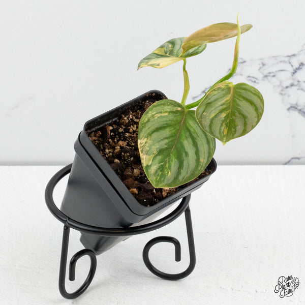 Philodendron Brandtianum Variegated (wk52-F)