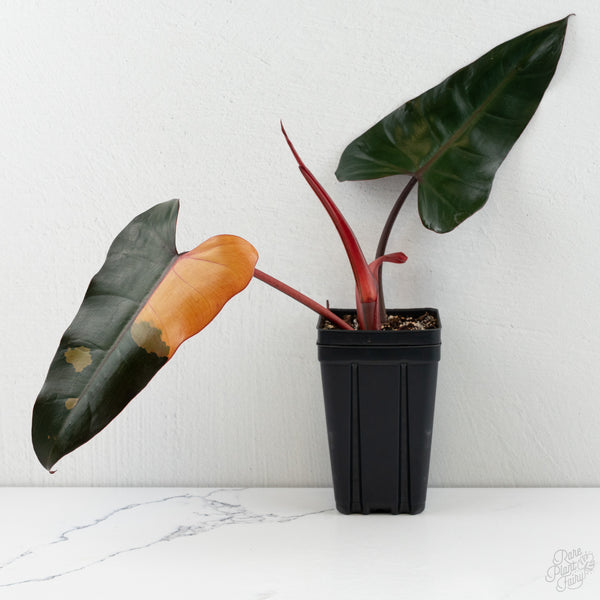 Philodendron 'Dark Lord' Variegated (wk8-UC)