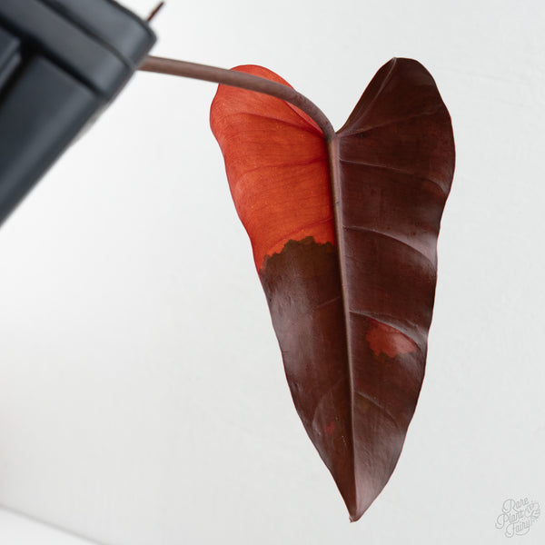 Philodendron 'Dark Lord' Variegated (wk8-UC)