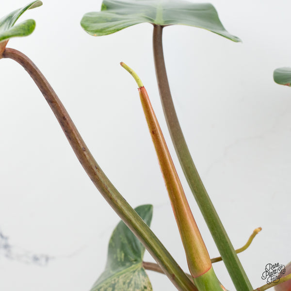 Philodendron Domesticum Marble Variegated (wk50-I)