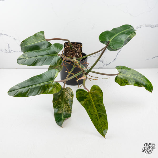 Philodendron Domesticum Marble Variegated (wk50-I)