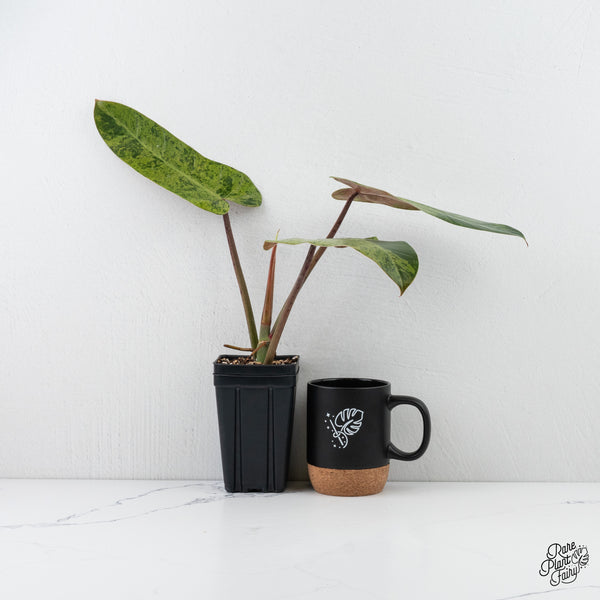 Philodendron Domesticum Marble Variegated (wk3-F)