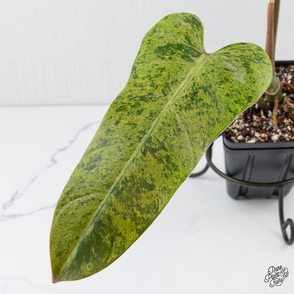 Philodendron Domesticum Marble Variegated (wk3-F)