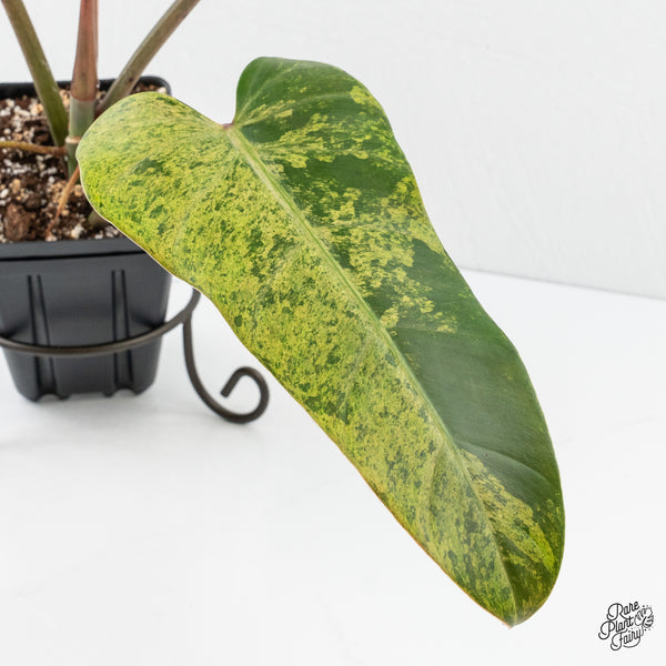 Philodendron Domesticum Marble Variegated (wk3-F)