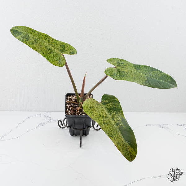 Philodendron Domesticum Marble Variegated (wk3-F)
