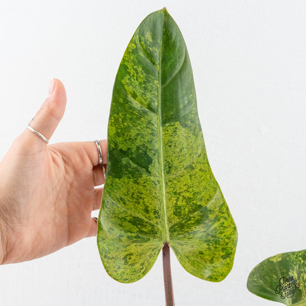 Philodendron Domesticum Marble Variegated (wk3-F)