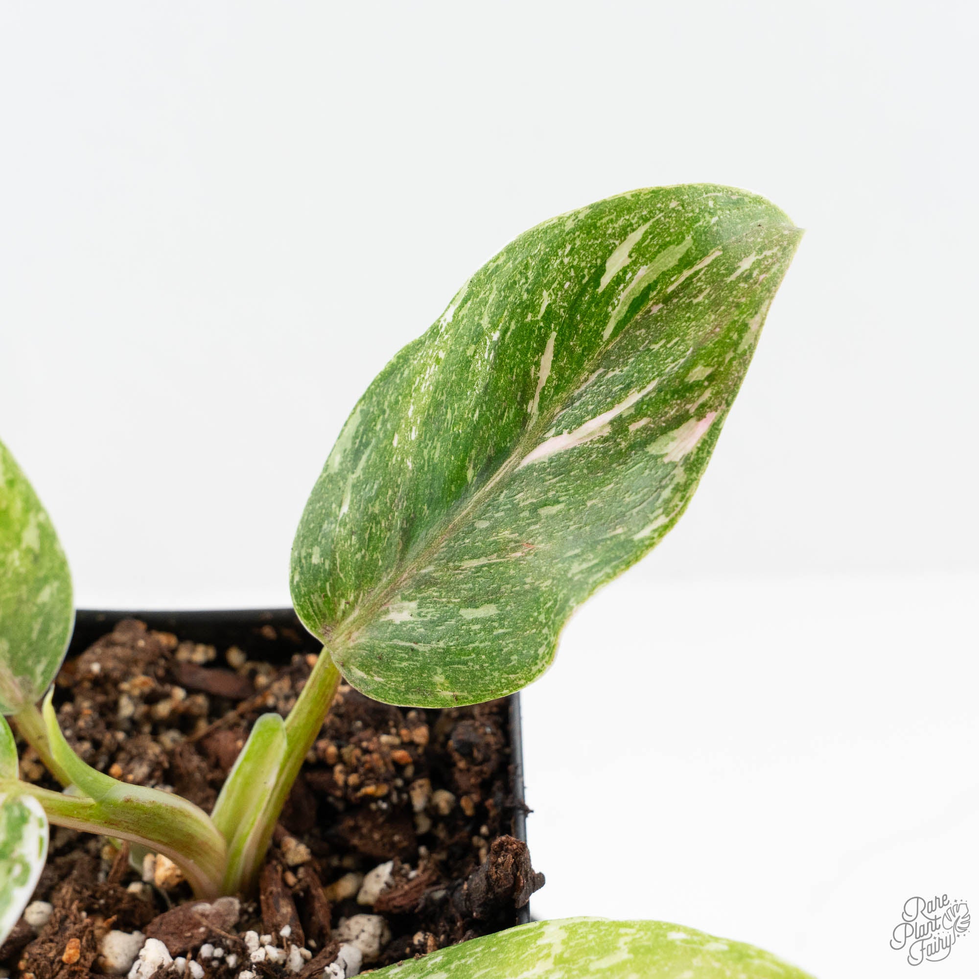 philodendron red anderson variegated for sale Philodendron 'Scarlet Princess' ('Red Anderson' Mutation) Variegated ( – Rare Plant Fairy