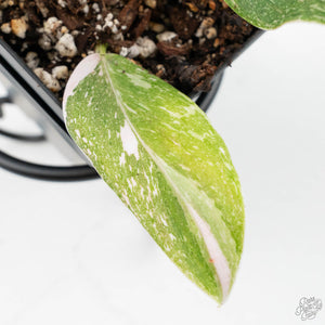 Philodendron 'Scarlet Princess' ('Red Anderson' Mutation) Variegated (wk19-A)