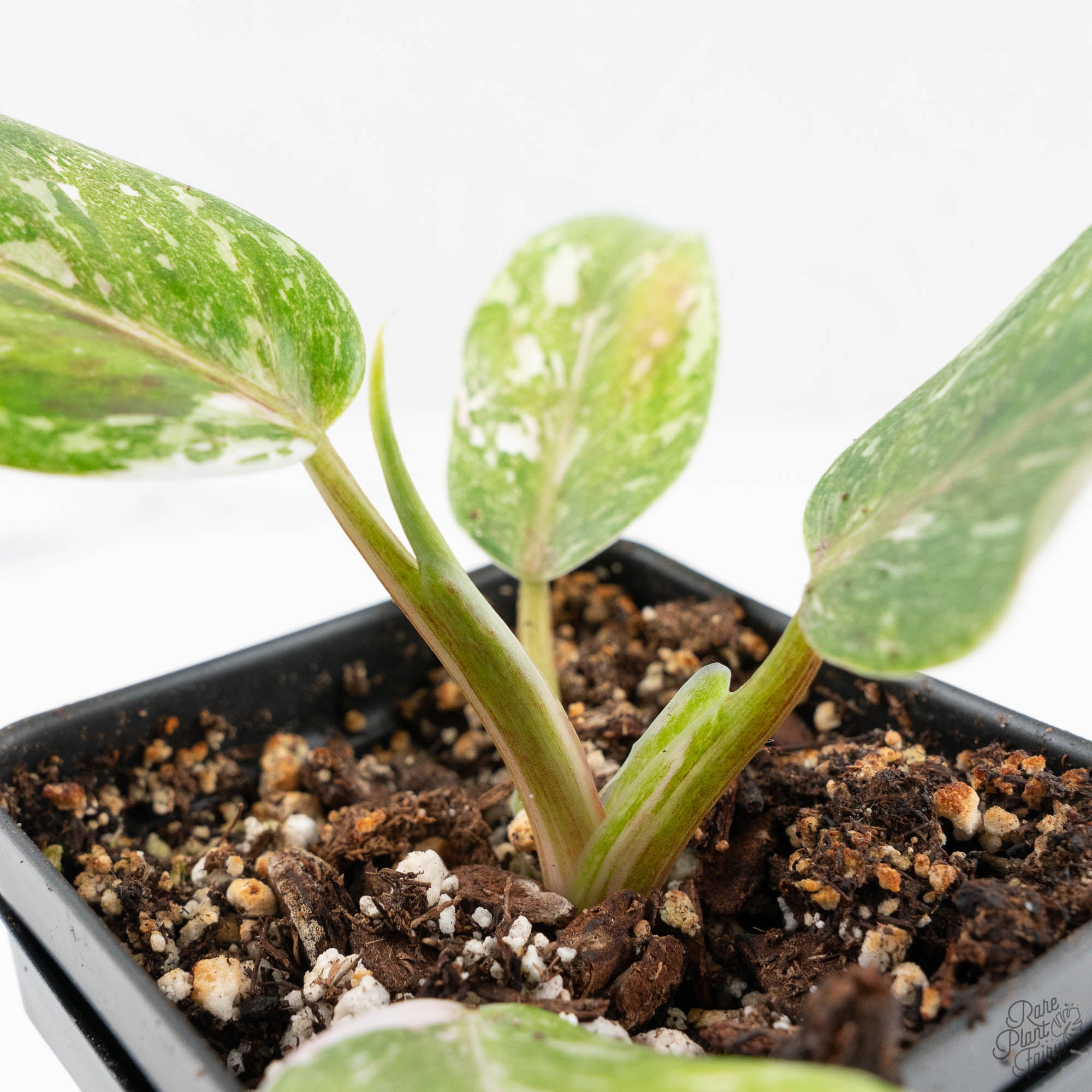 red anderson philodendron for sale Philodendron 'Scarlet Princess' ('Red Anderson' Mutation) Variegated ( – Rare Plant Fairy