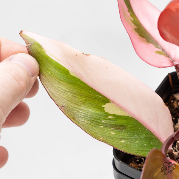 Philodendron 'Persimmon Princess' (wk51-O)