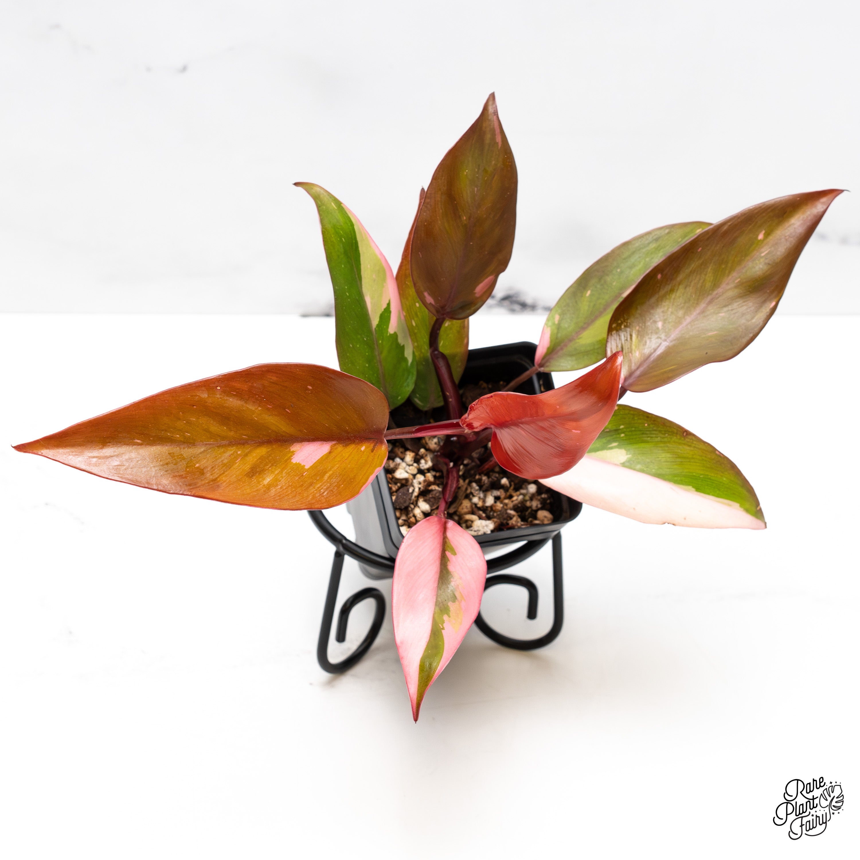persimmon princess philodendron Philodendron 'Persimmon Princess' *Grower's Choice* – Rare Plant Fairy