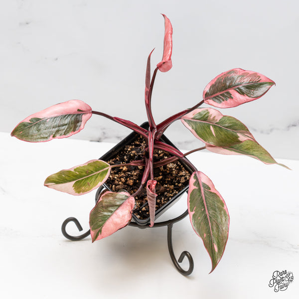Philodendron Erubescens 'Pink Princess' Outer Variegated (wk51-F)