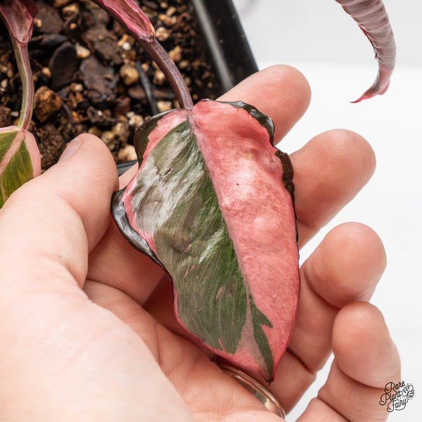 Philodendron Erubescens 'Pink Princess' Outer Variegated (wk51-F)
