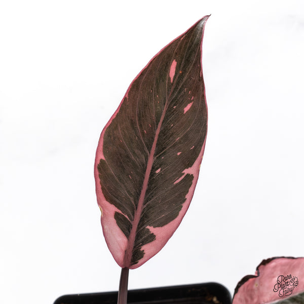 Philodendron Erubescens 'Pink Princess' Outer Variegation (wk43-B)