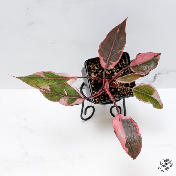 Philodendron Erubescens 'Pink Princess' Outer Variegation (wk43-B)