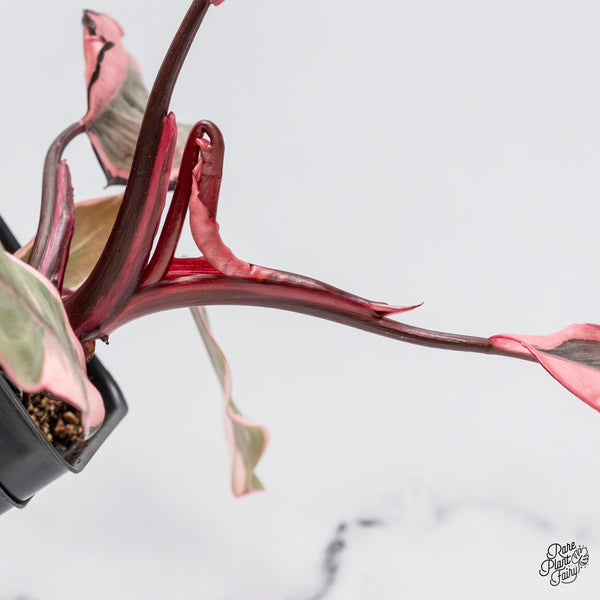 Philodendron Erubescens 'Pink Princess' Outer Variegation (wk43-B)