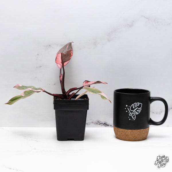 Philodendron Erubescens 'Pink Princess' Outer Variegation (wk43-B)