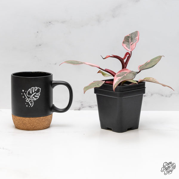 Philodendron Erubescens 'Pink Princess' *Mutation* (wk48-Q)