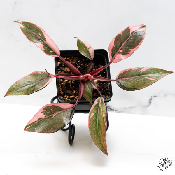 Philodendron Erubescens 'Pink Princess' *Mutation* (wk48-Q)