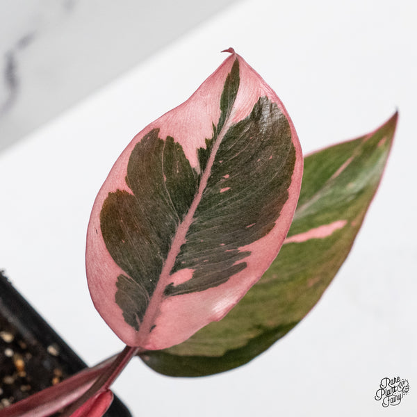 Philodendron Erubescens 'Pink Princess' *Mutation* (wk48-Q)