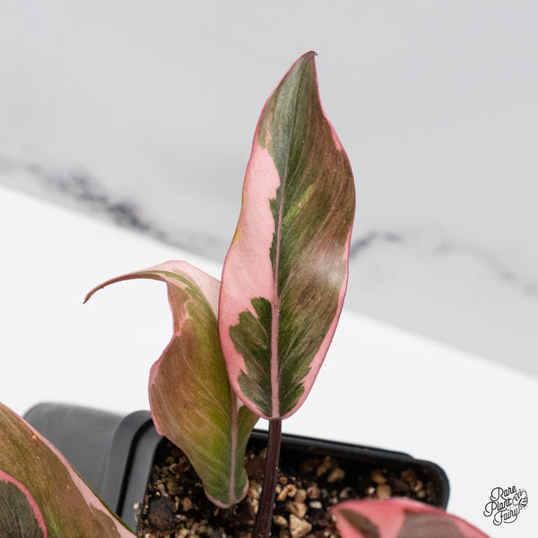 Philodendron Erubescens 'Pink Princess' *Mutation* (wk49-I)