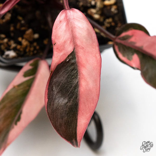 Philodendron Erubescens 'Pink Princess' *Mutation* (wk49-I)