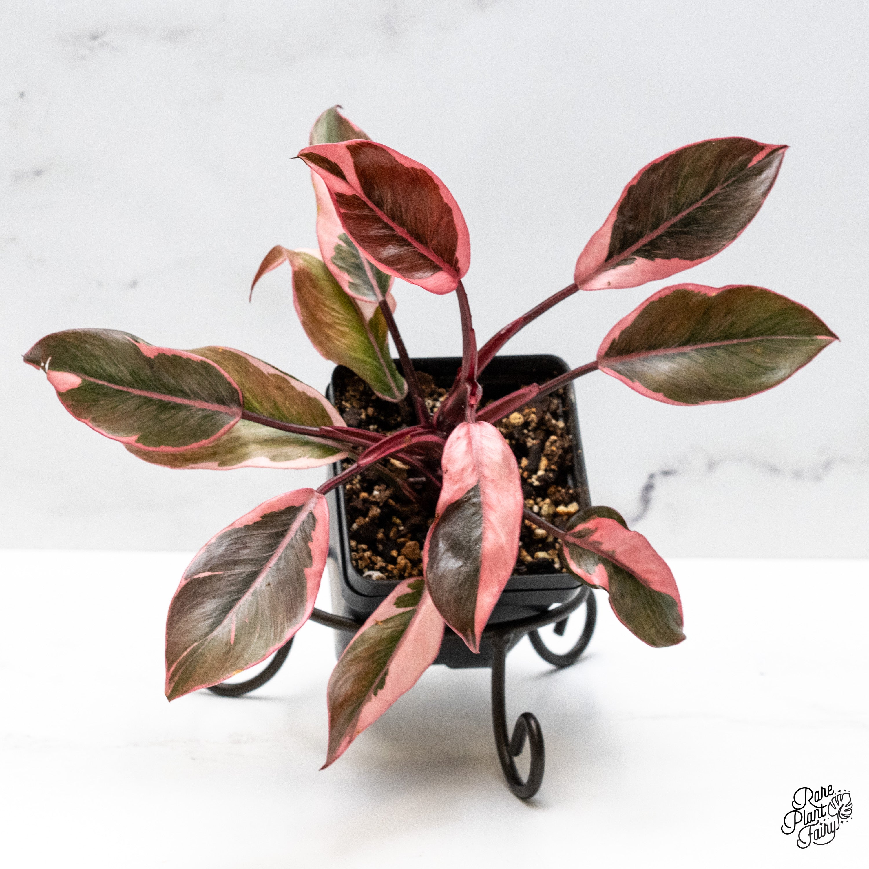 Philodendron Erubescens 'Pink Princess' *Mutation* (wk49-I) – Rare