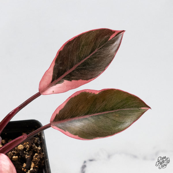 Philodendron Erubescens 'Pink Princess' *Mutation* (wk49-I)